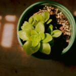A top-view of a succulent plant in a pot with warm sunlight highlighting its texture.