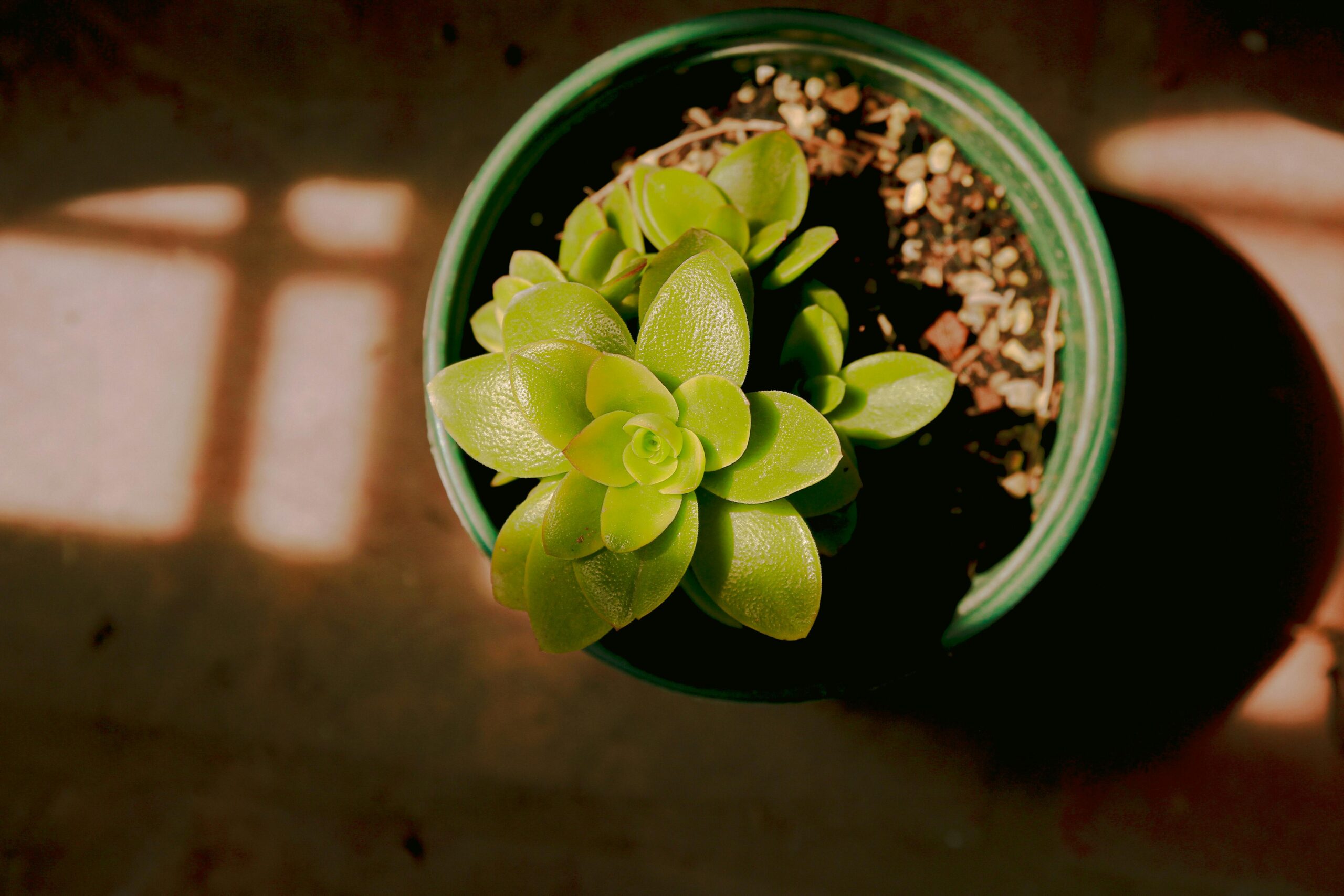 A top-view of a succulent plant in a pot with warm sunlight highlighting its texture.