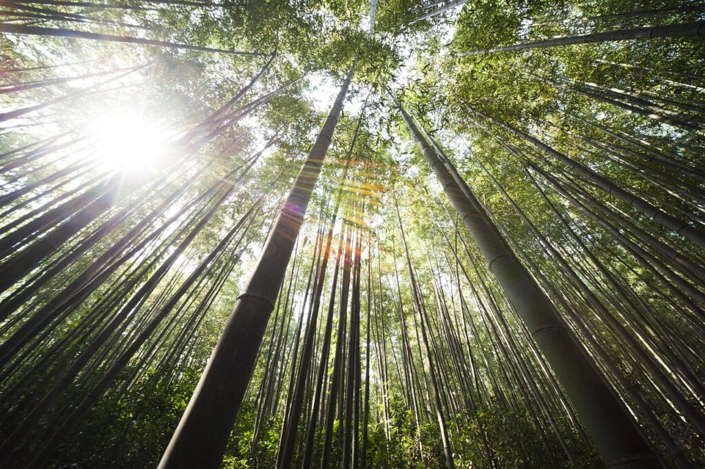 bamboo, damyang, sunshine, bamboo, bamboo, bamboo, sunshine, sunshine, sunshine, sunshine, sunshine