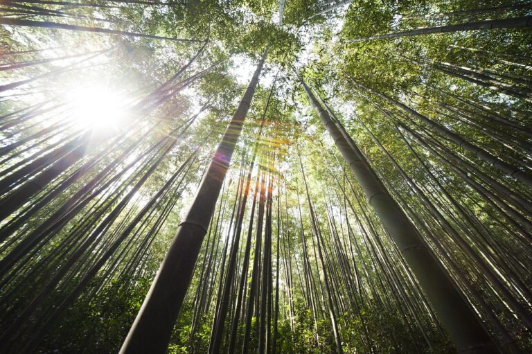 bamboo, damyang, sunshine, bamboo, bamboo, bamboo, sunshine, sunshine, sunshine, sunshine, sunshine
